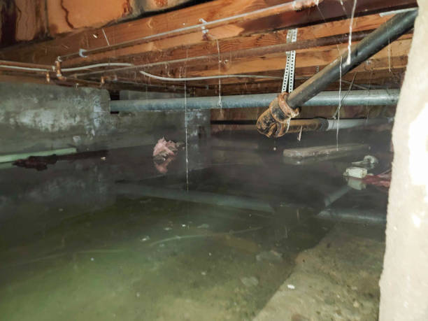 Best Water damage restoration near me  in Dash Point, WA