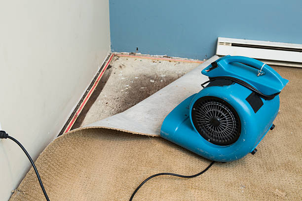 Best Professional water damage repair  in Dash Point, WA